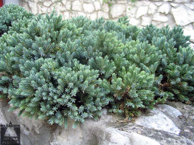 Polegla kleka Juniperus squamata 'Blue Star'